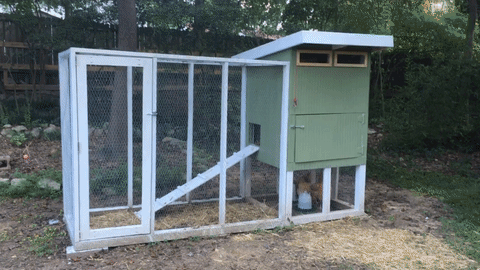 Custom-built chicken coop with attached wire run and green hen house